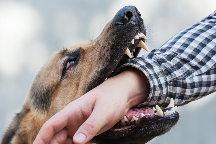 Dog Bite Cases Involving Children